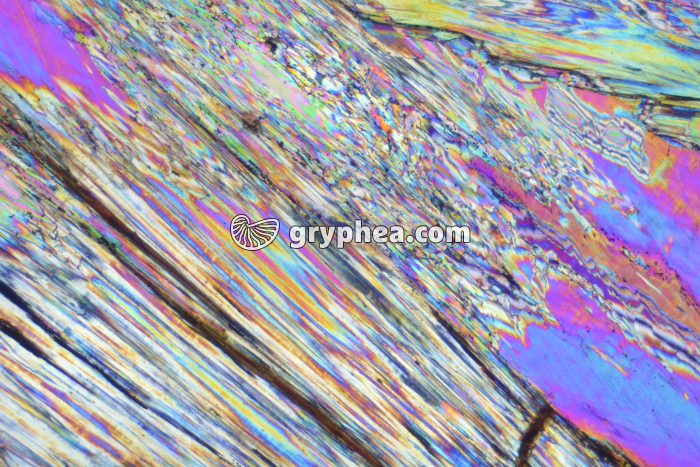 Gypse LPA x10 - gryphea.com